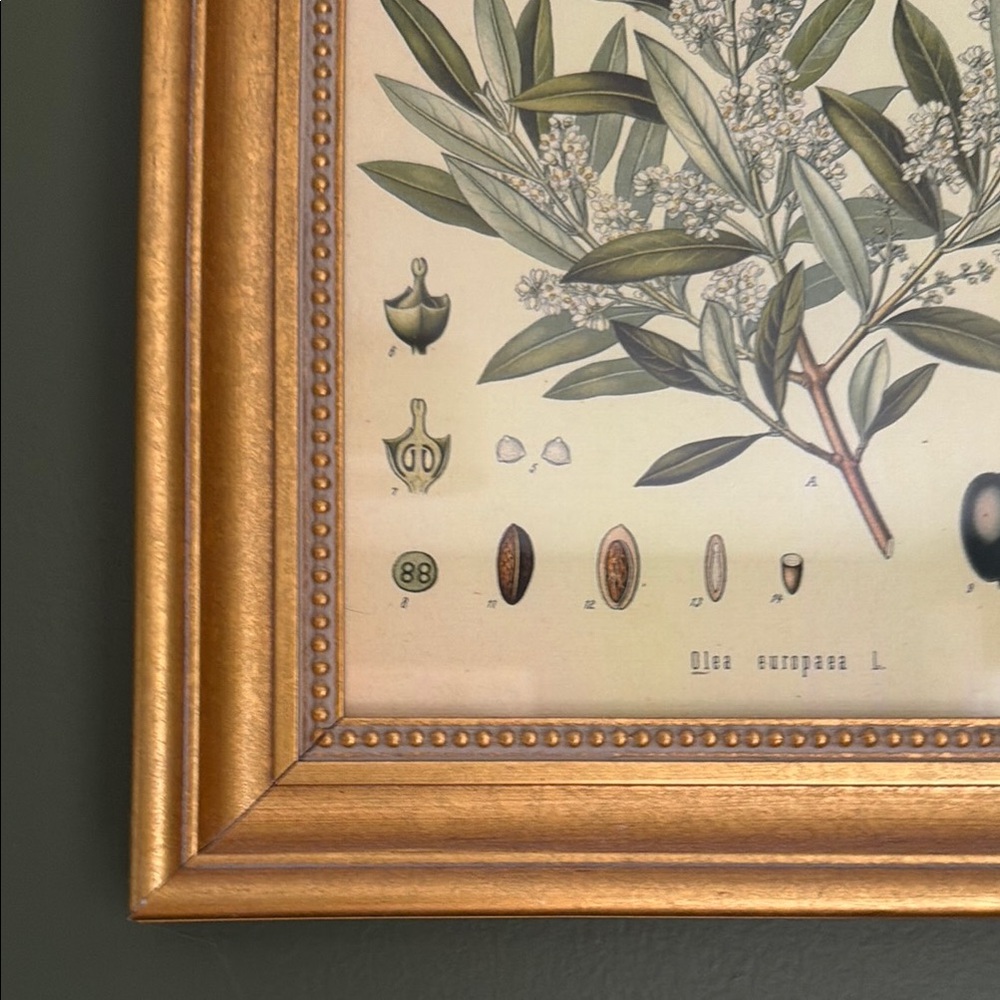Gold Ornate Picture Frame Wall Art - Botanical Print - Picture 3 of 6